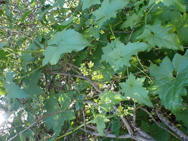 White Bryony photo 3