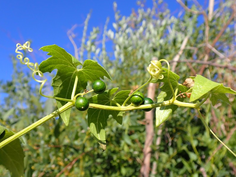 White Bryony photo 4