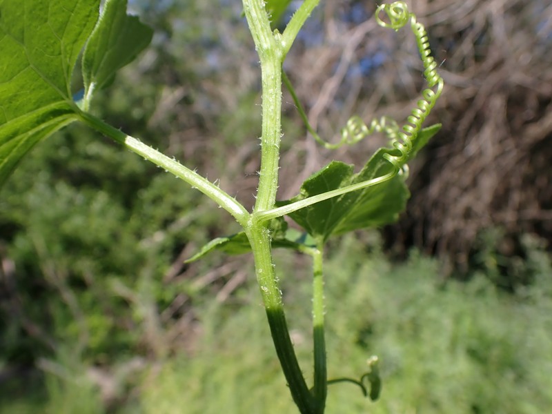 White Bryony photo 5