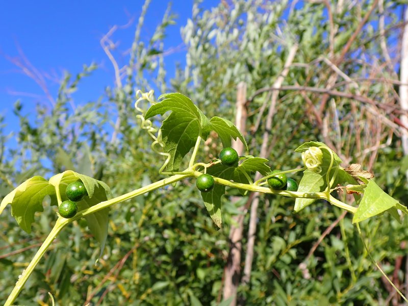 White Bryony photo 6