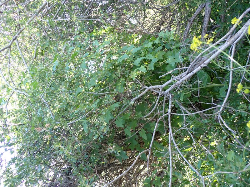 White Bryony photo 7