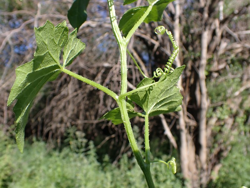 White Bryony photo 8