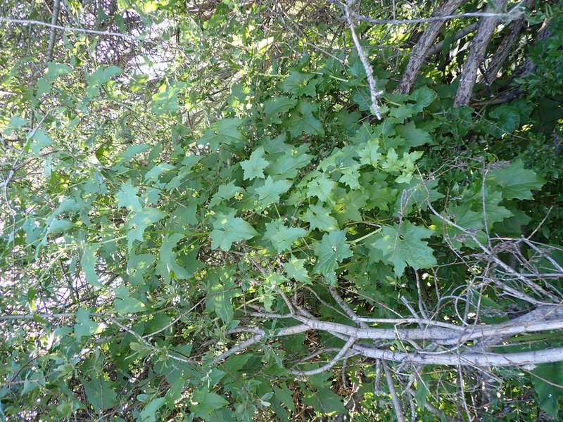 White Bryony photo 9