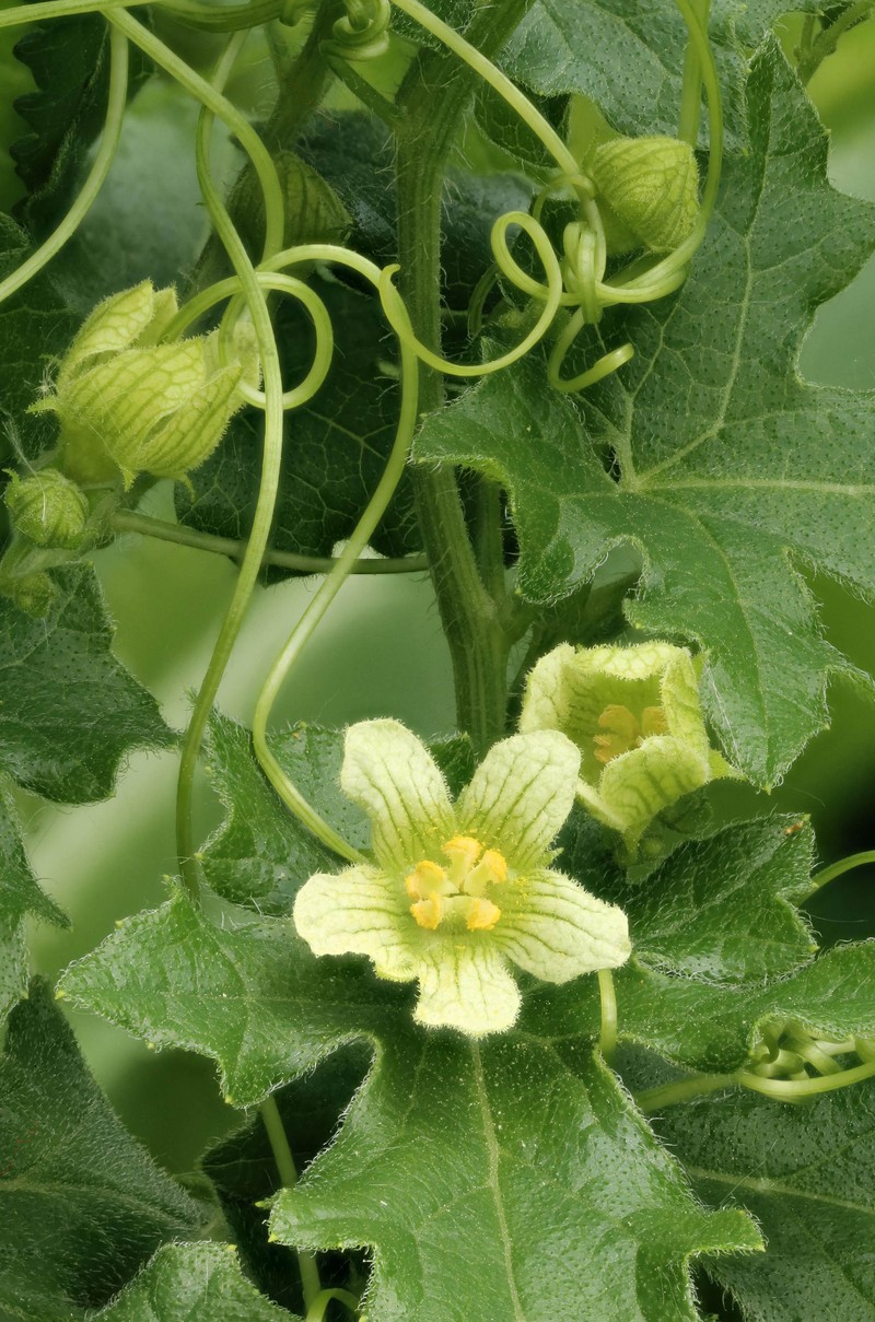 Cretan Bryony