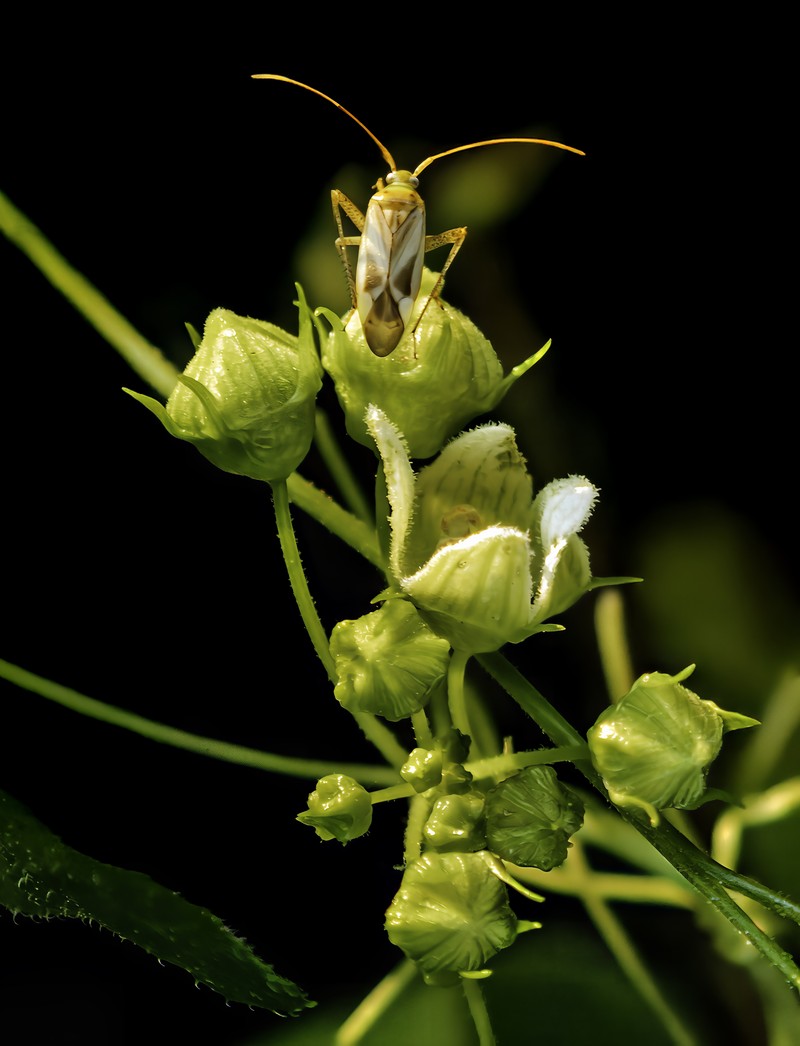 Cretan Bryony photo 2