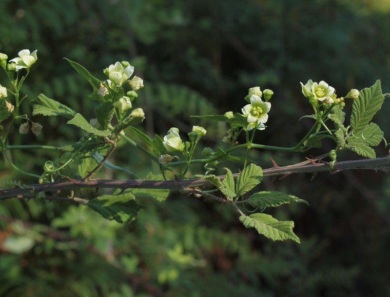 Cretan Bryony photo 3