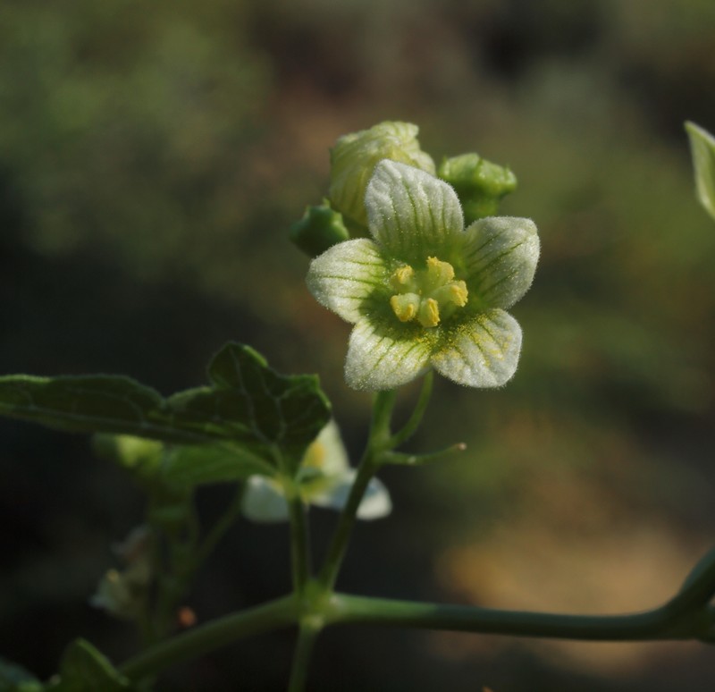 Cretan Bryony photo 4