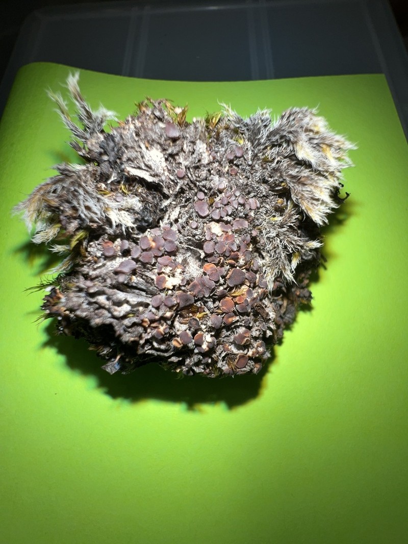 Bryonora Lichen
