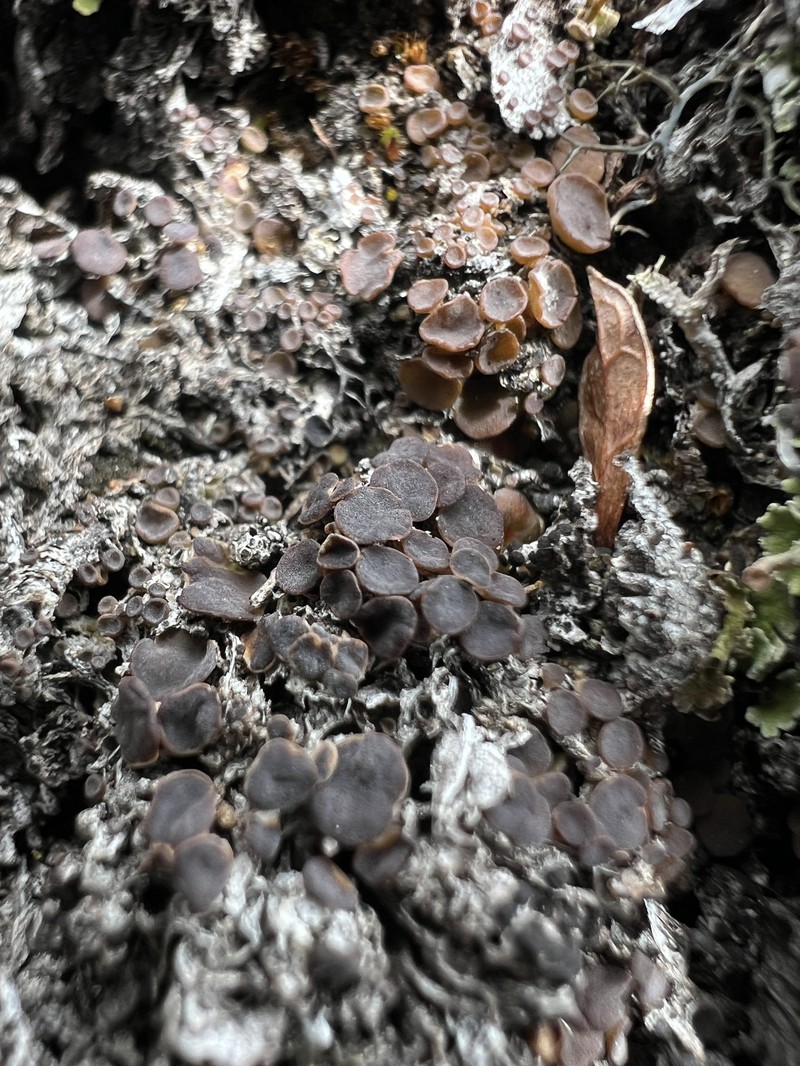 Bryonora Lichen photo 4