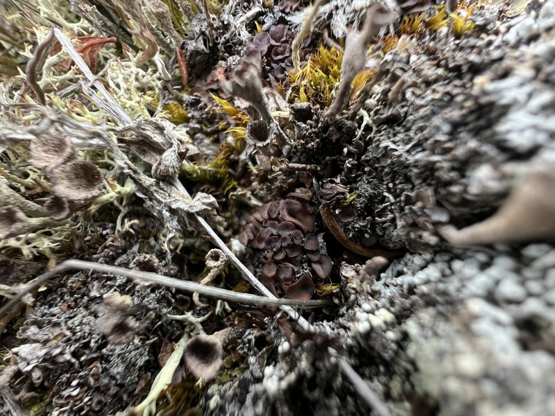 Bryonora Lichen photo 5