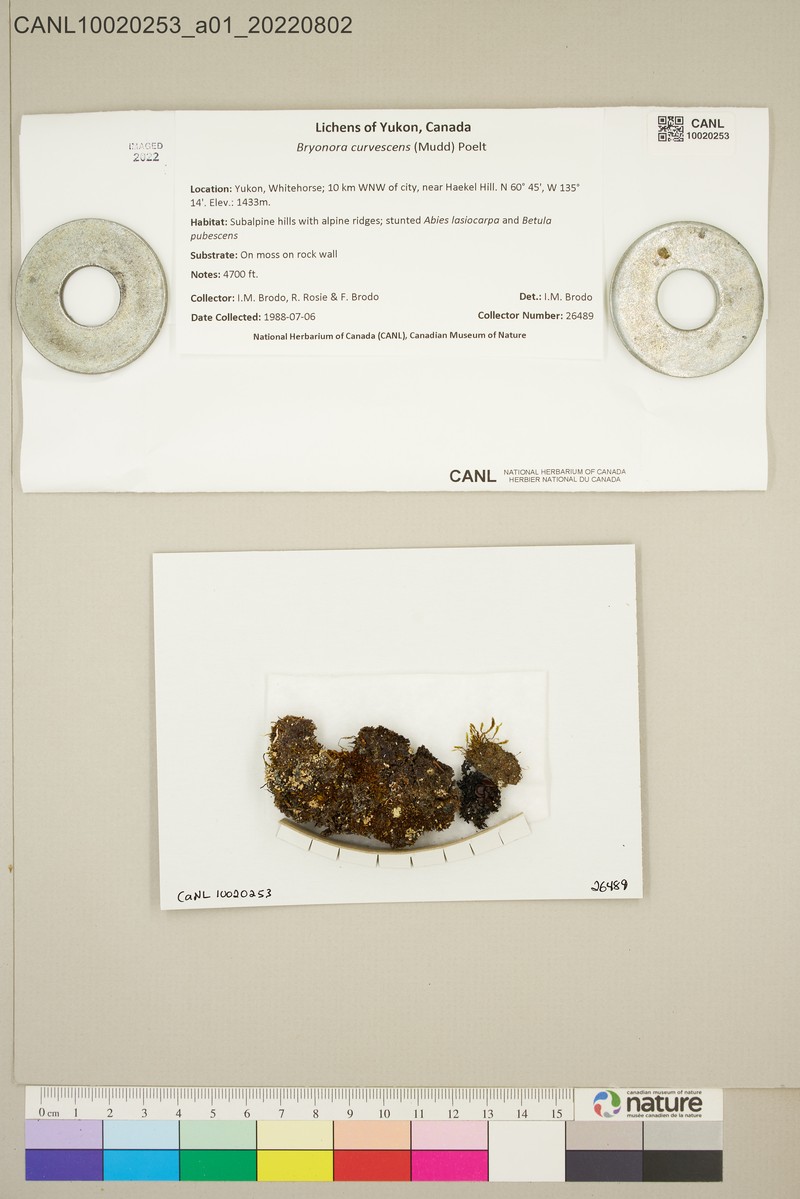 Bryonora Lichen photo 2