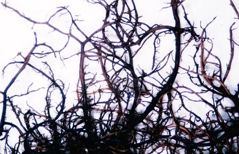 Twocolor Horsehair Lichen