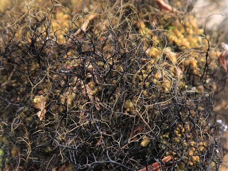 Twocolor Horsehair Lichen