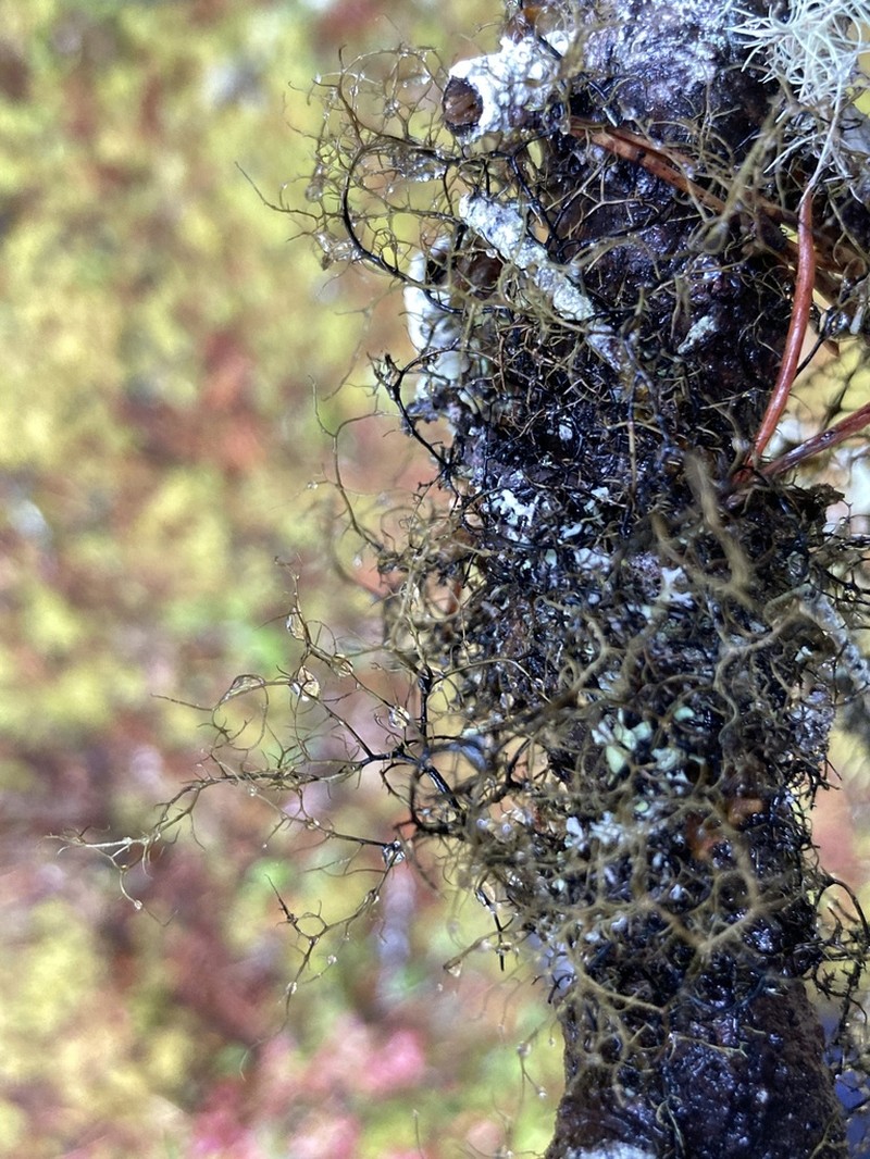Twocolor Horsehair Lichen photo 2