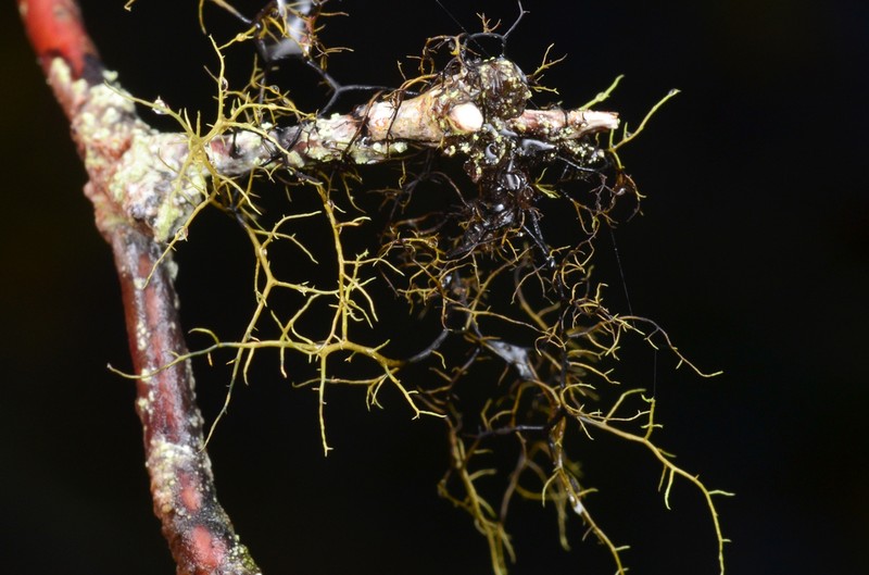 Twocolor Horsehair Lichen photo 3