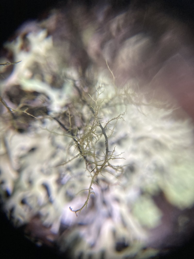 Twocolor Horsehair Lichen photo 4