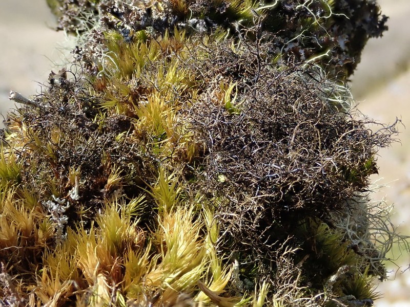 Twocolor Horsehair Lichen photo 5