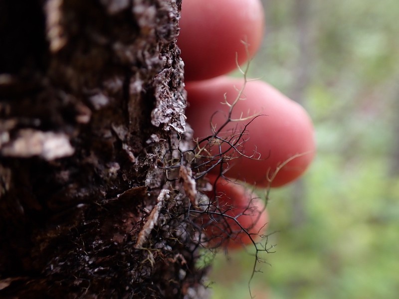 Twocolor Horsehair Lichen photo 6
