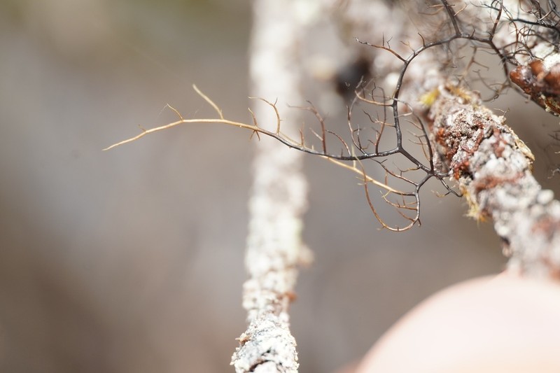 Twocolor Horsehair Lichen photo 7