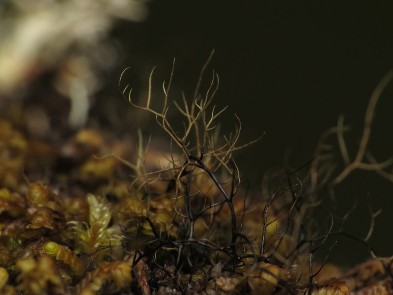 Twocolor Horsehair Lichen photo 8