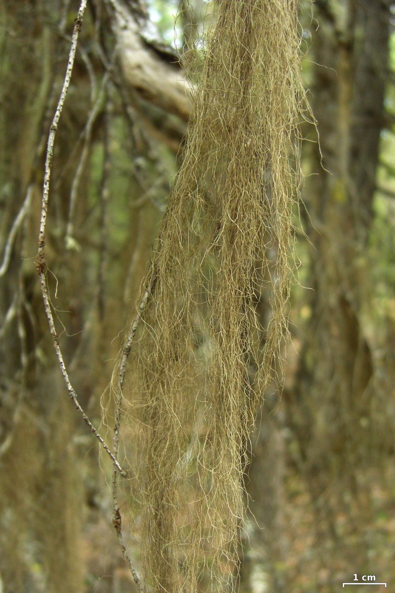 Horsehair Lichen