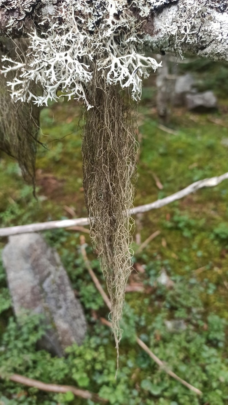 Horsehair Lichen photo 3
