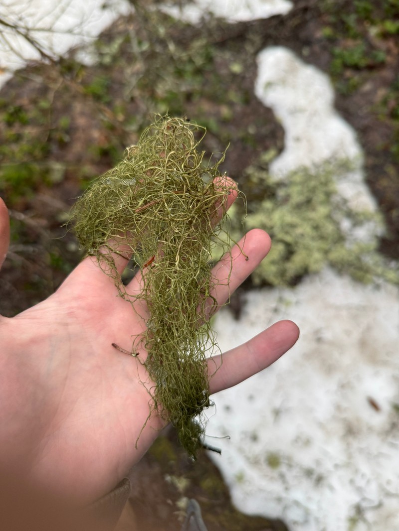Horsehair Lichen photo 7
