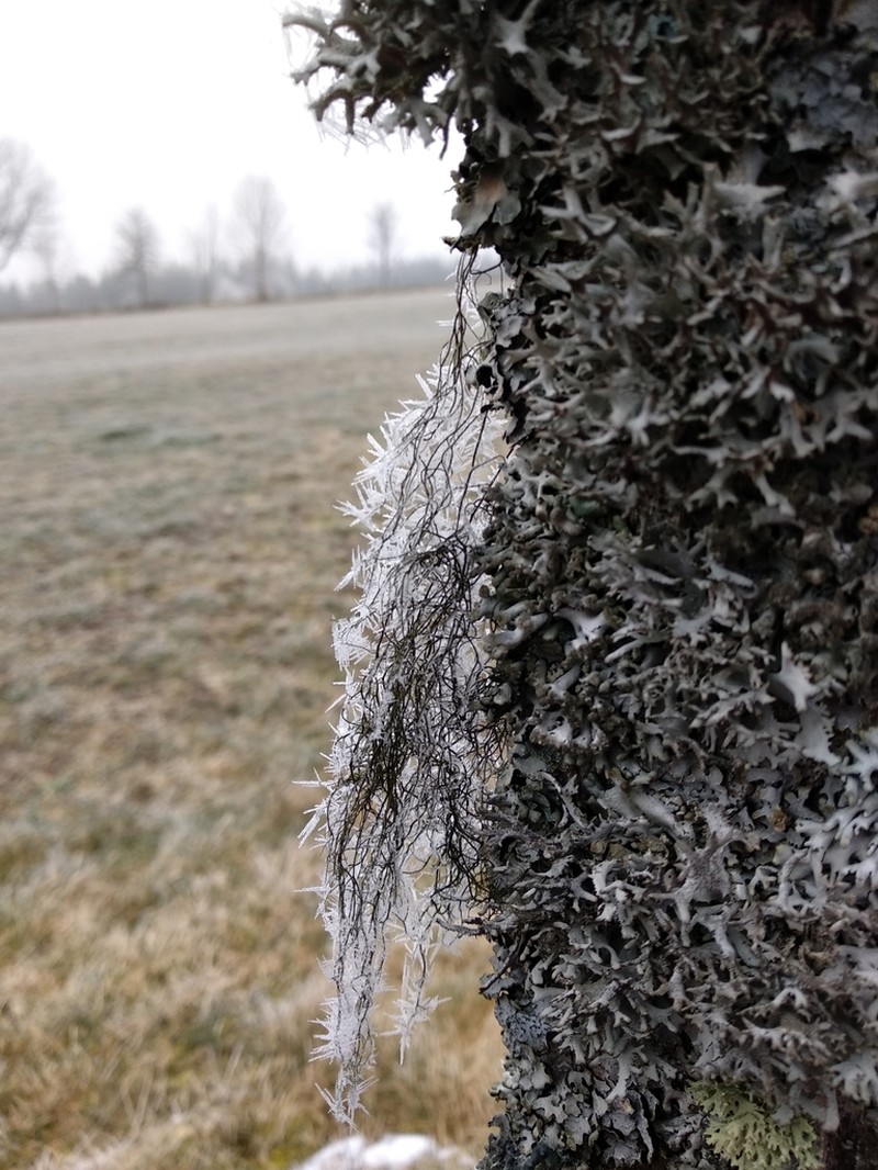 Horsehair Lichen photo 8