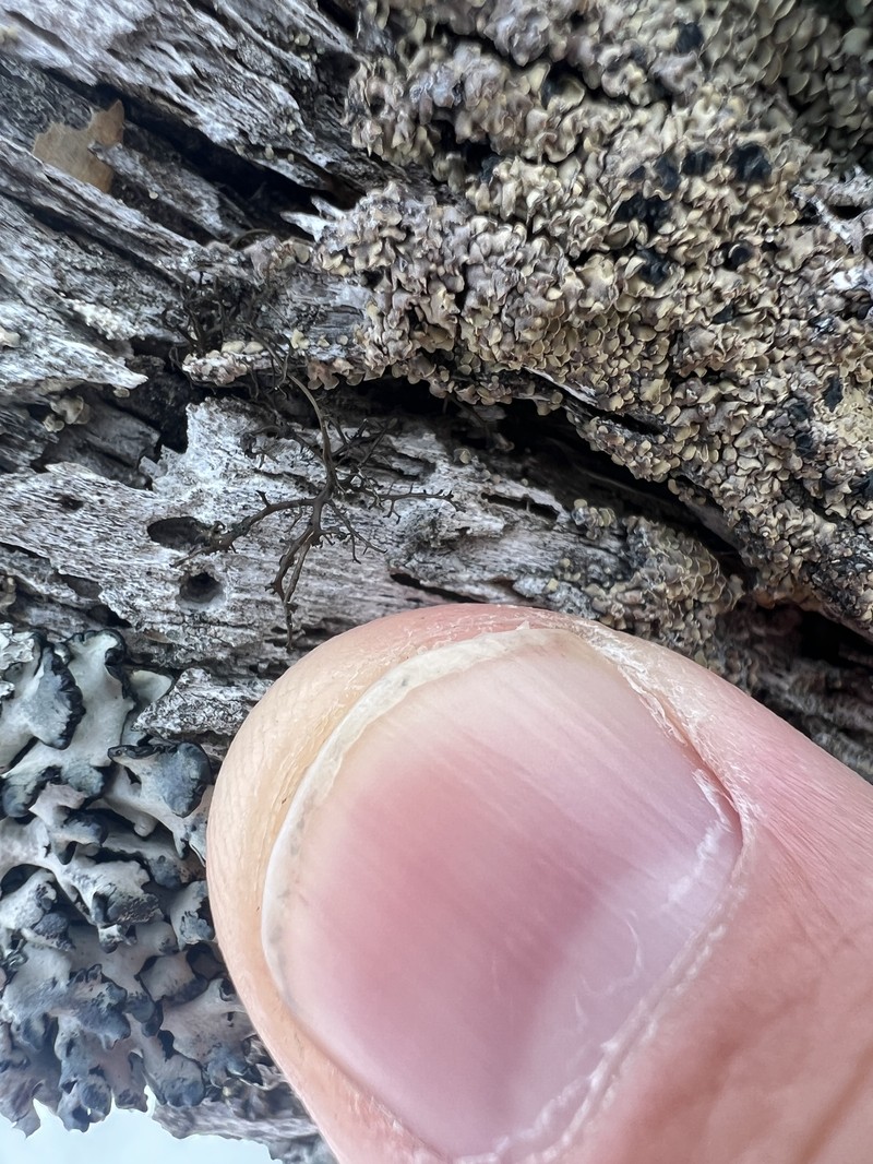 Horsehair Lichen photo 2