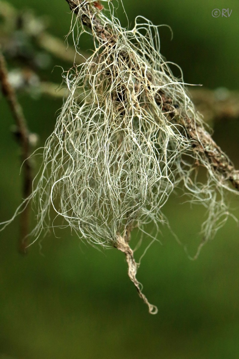 Horsehair Lichen photo 4