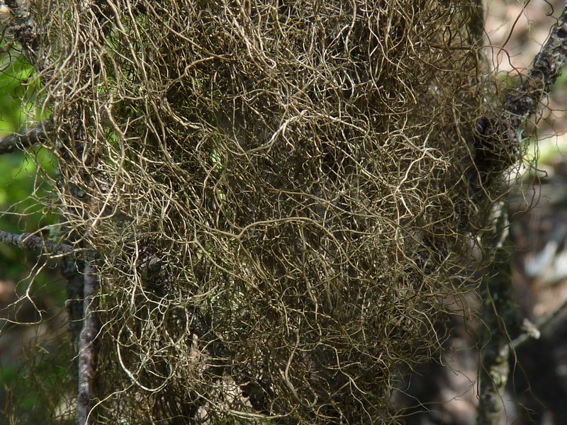 Fremont's Horsehair Lichen photo 3