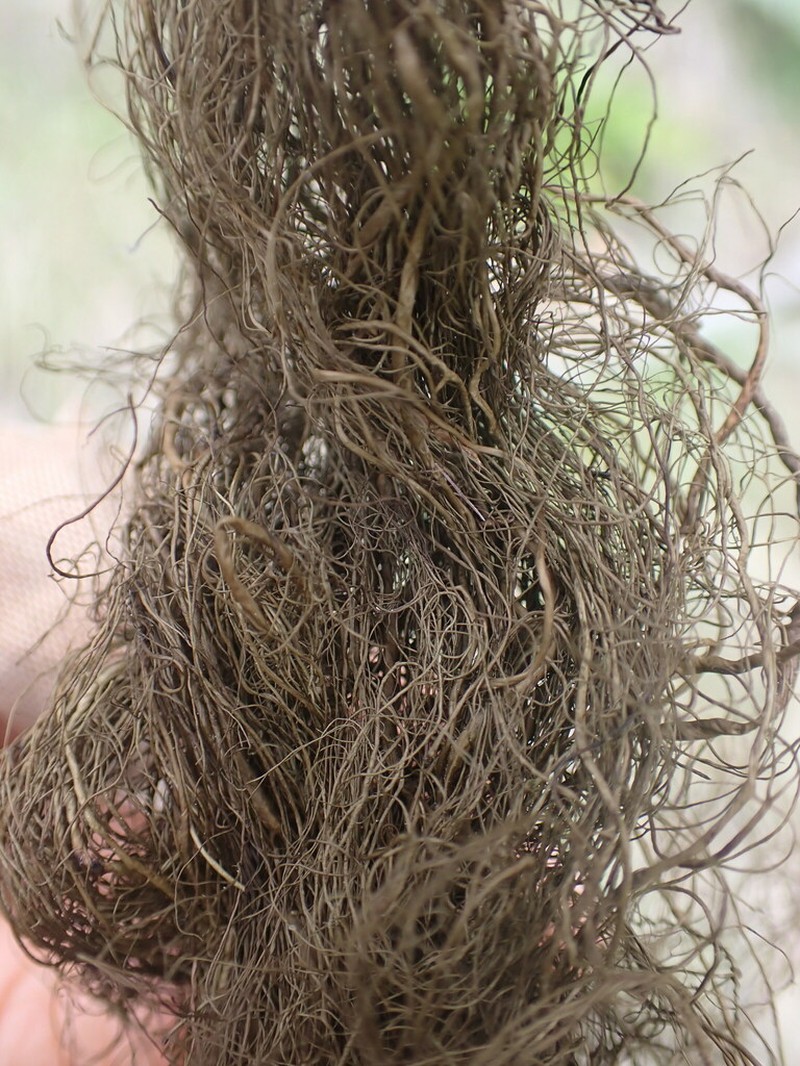 Fremont's Horsehair Lichen photo 4