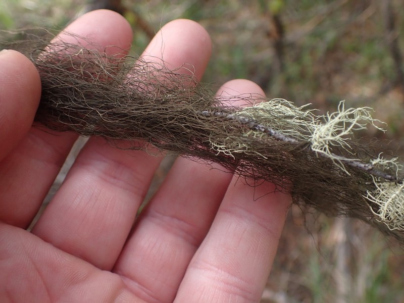 Fremont's Horsehair Lichen photo 5