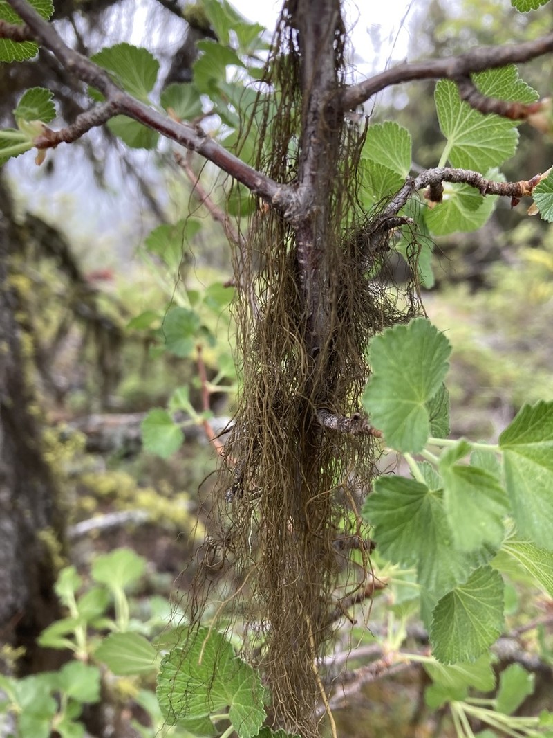 Fremont's Horsehair Lichen photo 6