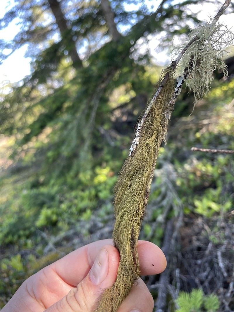 Fremont's Horsehair Lichen photo 7