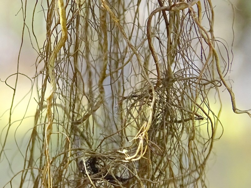 Fremont's Horsehair Lichen photo 8