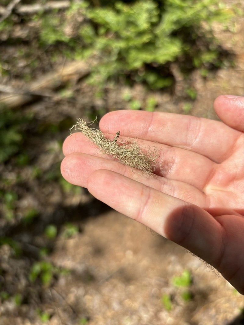 Horsehair Lichen photo 3