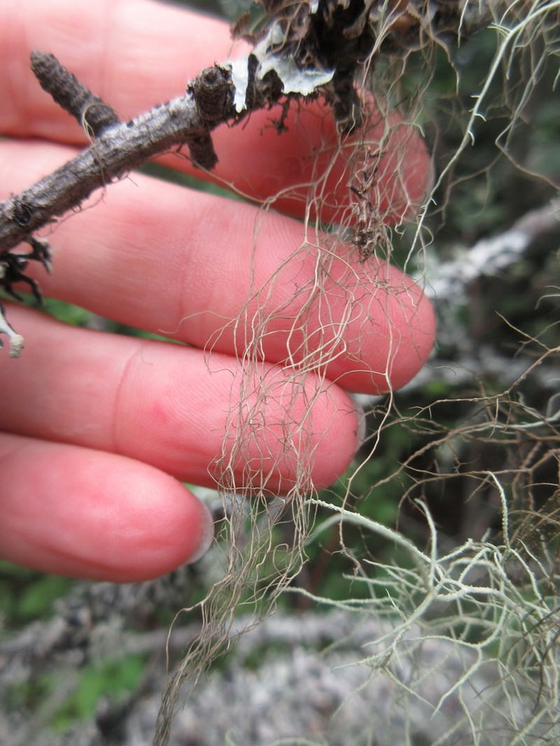 Horsehair Lichen photo 5