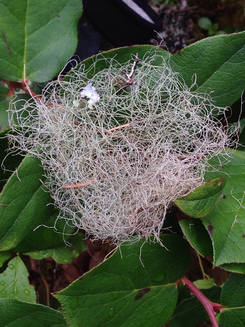 Horsehair Lichen photo 7