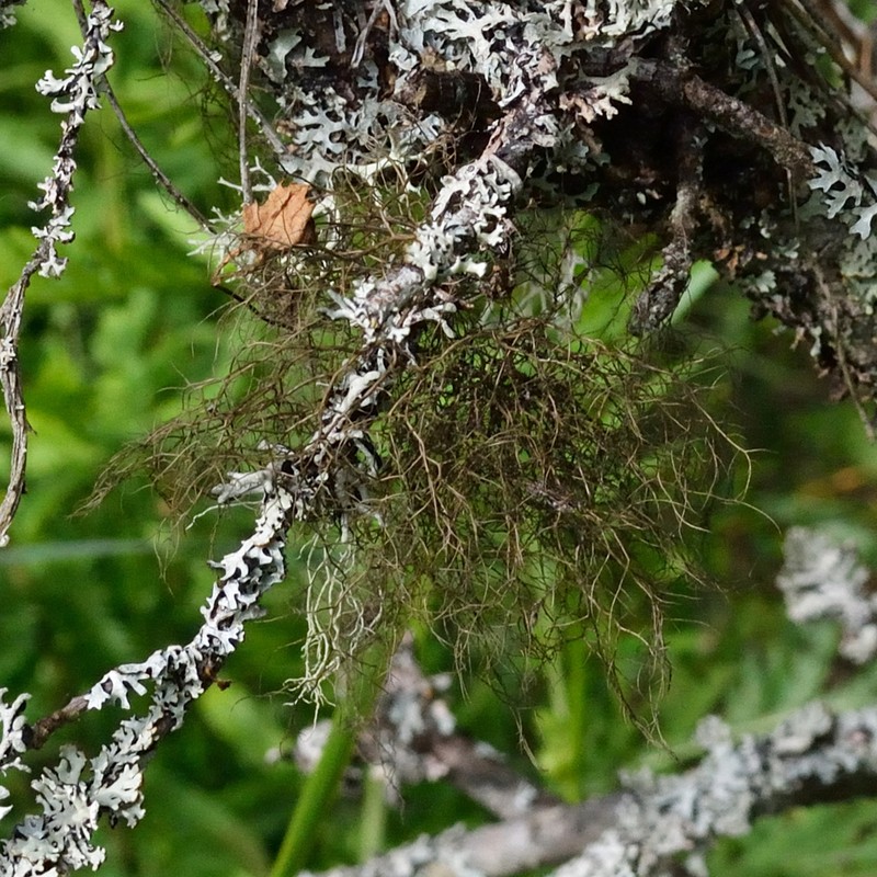 Horsehair Lichen