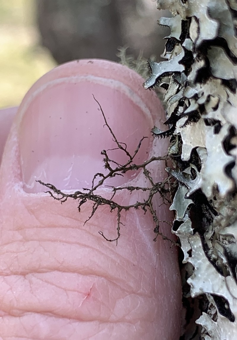 Horsehair Lichen photo 2