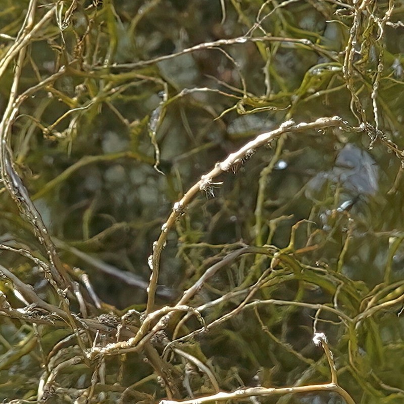 Horsehair Lichen photo 3