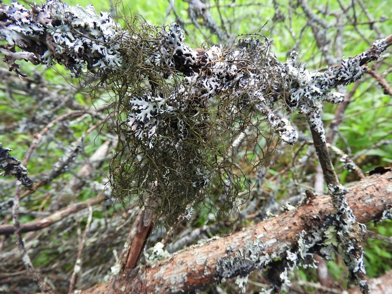 Horsehair Lichen photo 4