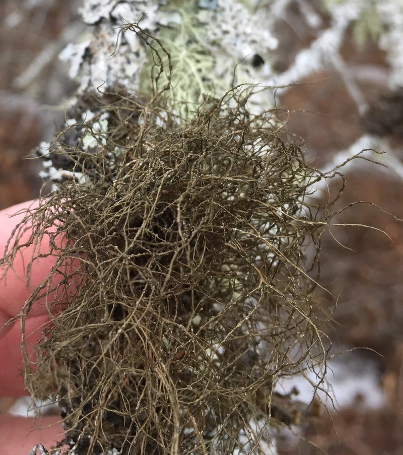 Horsehair Lichen photo 5