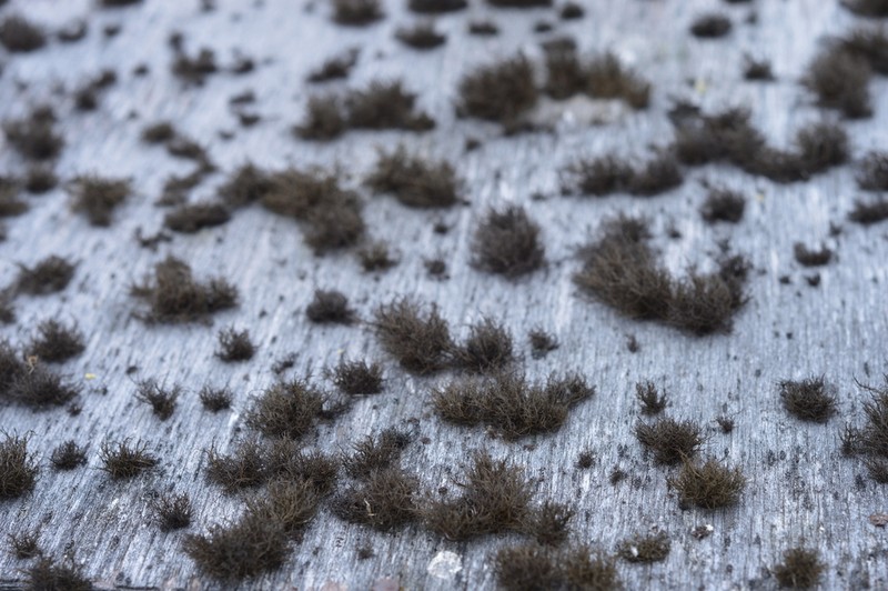 Horsehair Lichen photo 6