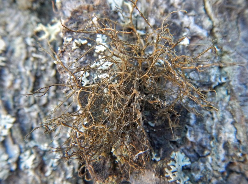 Horsehair Lichen photo 7
