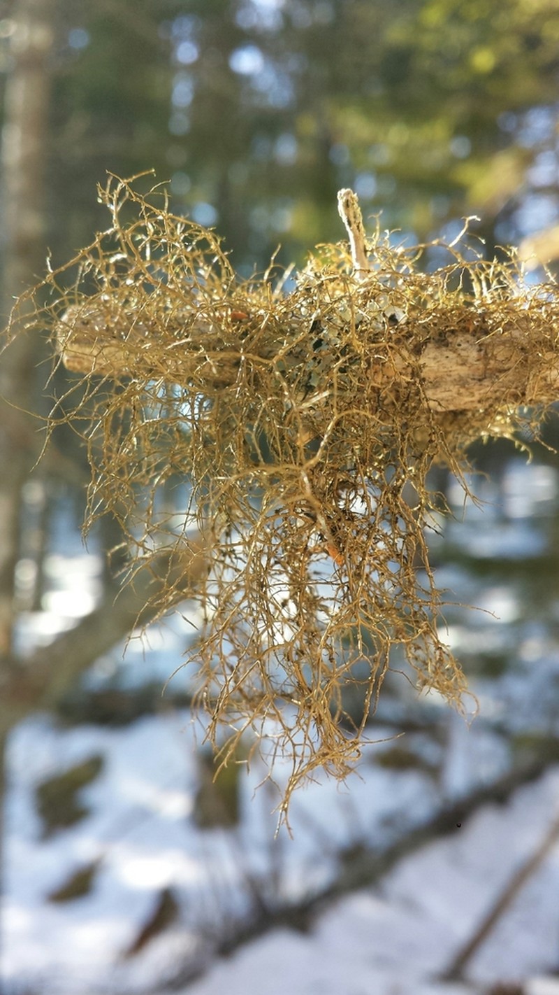 Horsehair Lichen photo 8