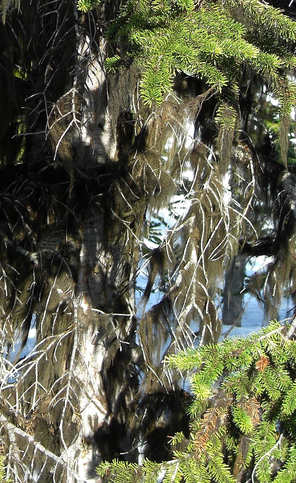 Horsehair Lichen