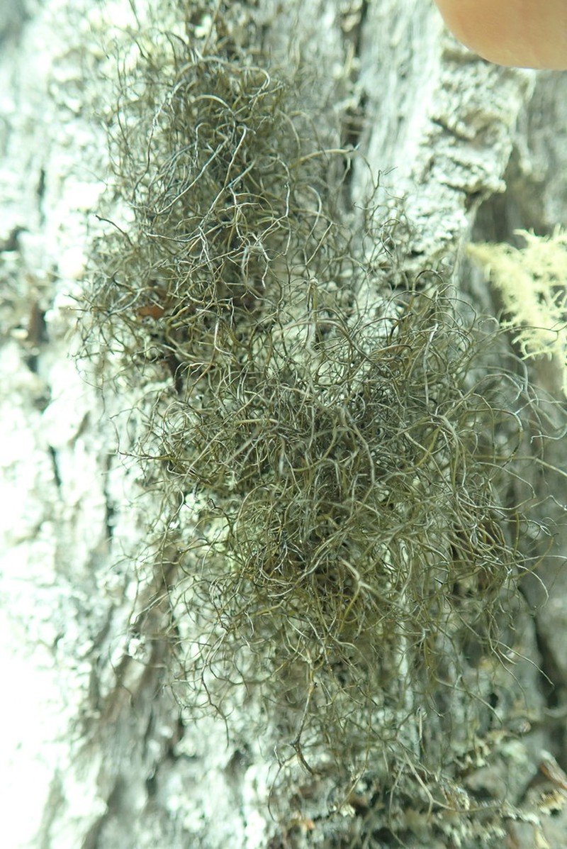 Bryoria glabra