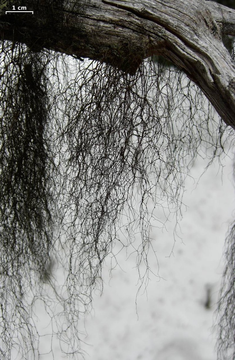 Bryoria glabra photo 3